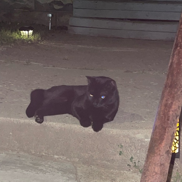 Meet your Posher, Dorian - Picture 5 of 8